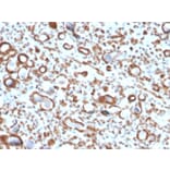 Immunohistochemistry - Anti-Emerin Antibody [EMD/2167] - BSA and Azide free (A251607) - Antibodies.com