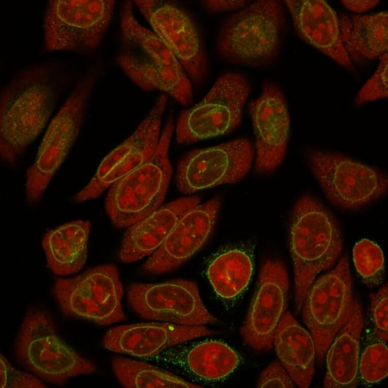 Immunofluorescence - Anti-Emerin Antibody [EMD/2167] - BSA and Azide free (A251607) - Antibodies.com