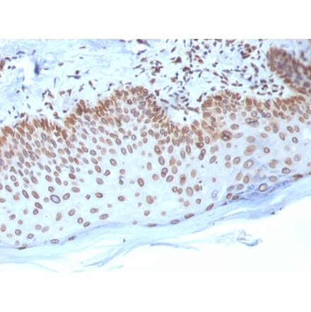 Immunohistochemistry - Anti-Emerin Antibody [EMD/2168] - BSA and Azide free (A251608) - Antibodies.com
