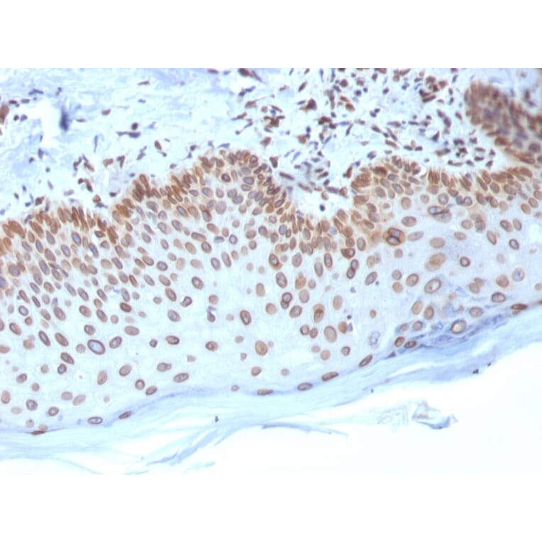 Immunohistochemistry - Anti-Emerin Antibody [EMD/2168] - BSA and Azide free (A251608) - Antibodies.com