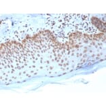 Immunohistochemistry - Anti-Emerin Antibody [EMD/2168] - BSA and Azide free (A251608) - Antibodies.com