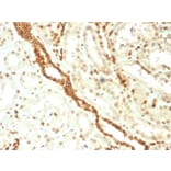 Immunohistochemistry - Anti-Emerin Antibody [EMD/2168] - BSA and Azide free (A251608) - Antibodies.com