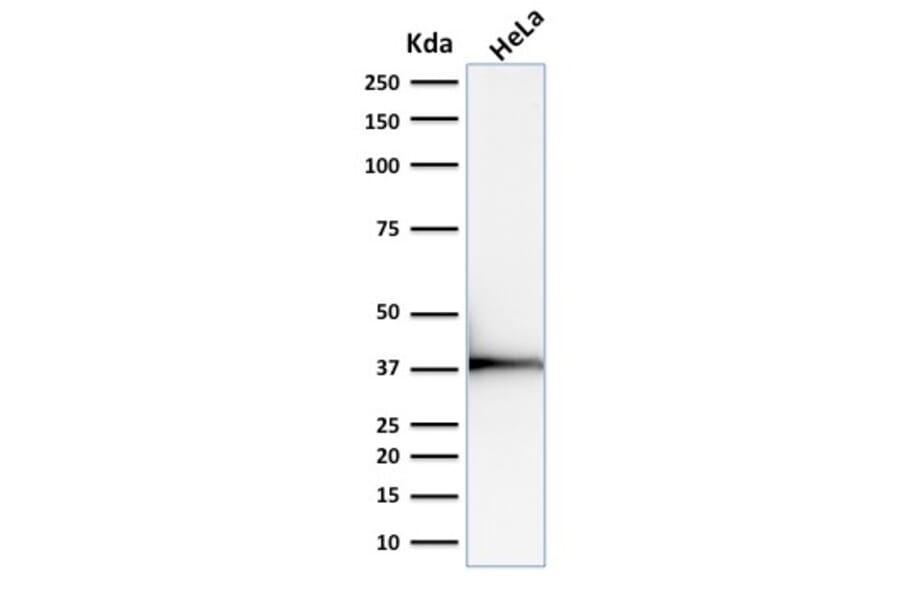 Western Blot - Anti-Emerin Antibody [EMD/2168] - BSA and Azide free (A251608) - Antibodies.com