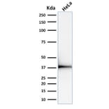 Western Blot - Anti-Emerin Antibody [EMD/2168] - BSA and Azide free (A251608) - Antibodies.com
