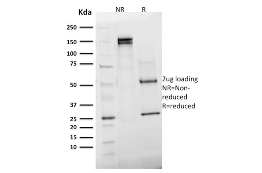 SDS-PAGE - Anti-Emerin Antibody [EMD/2168] - BSA and Azide free (A251608) - Antibodies.com