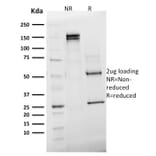 SDS-PAGE - Anti-Emerin Antibody [EMD/2168] - BSA and Azide free (A251608) - Antibodies.com