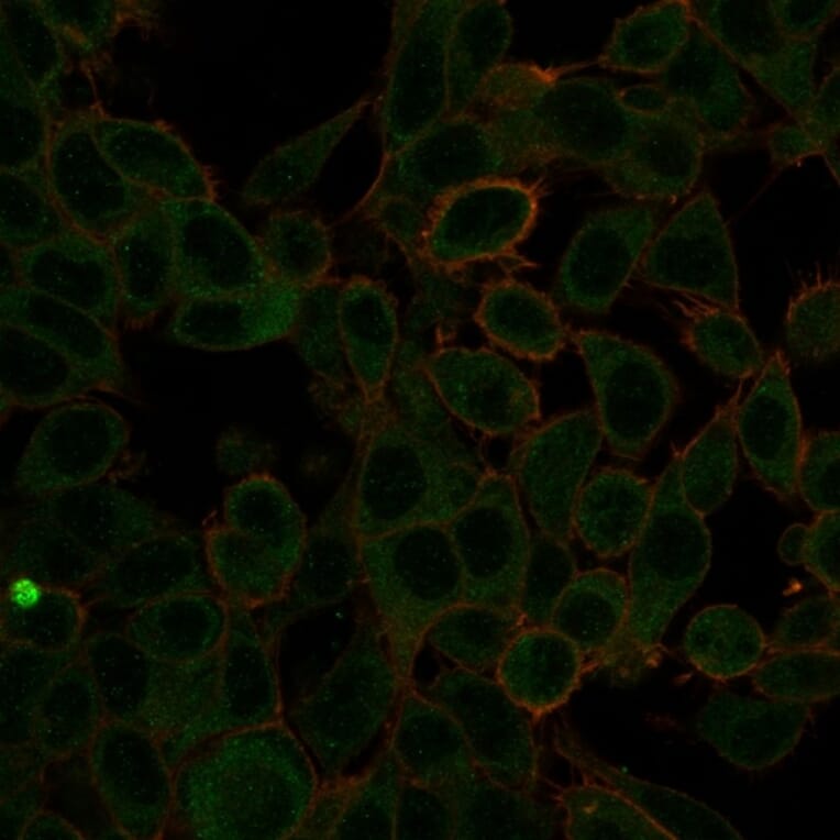 Immunofluorescence - Anti-ZBTB7C Antibody [PCRP-ZBTB7C-4E12] - BSA and Azide free (A251609) - Antibodies.com
