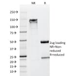 SDS-PAGE - Anti-Neuron Specific Enolase Antibody [SPM347] - BSA and Azide free (A251617) - Antibodies.com