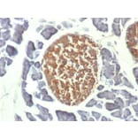 Immunohistochemistry - Anti-Neuron Specific Enolase Antibody [ENO2/1462] - BSA and Azide free (A251618) - Antibodies.com