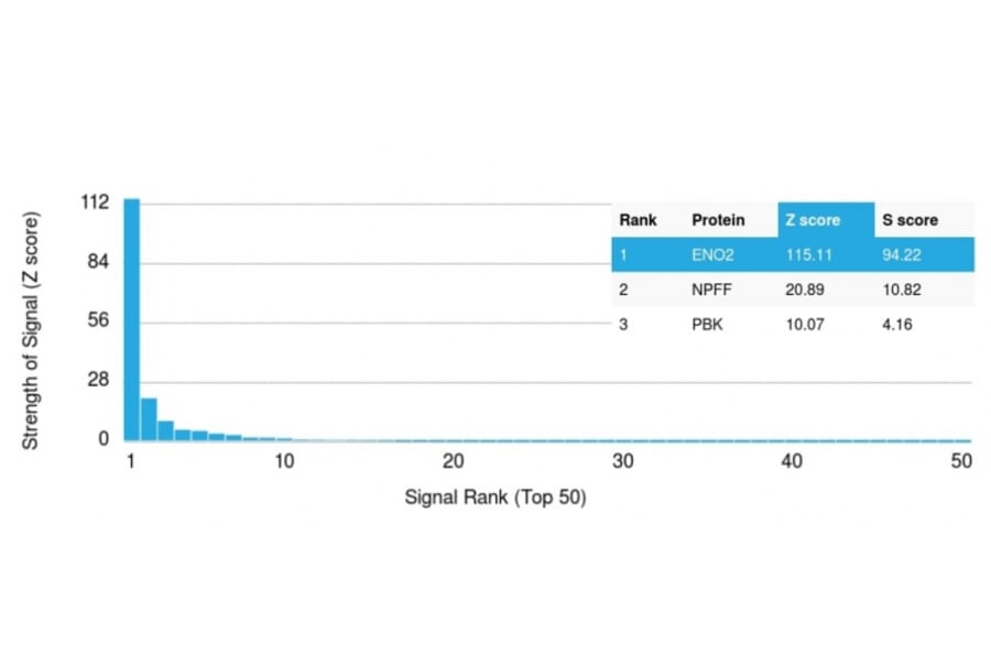 Protein Array - Anti-Neuron Specific Enolase Antibody [ENO2/1462] - BSA and Azide free (A251617) - Antibodies.com