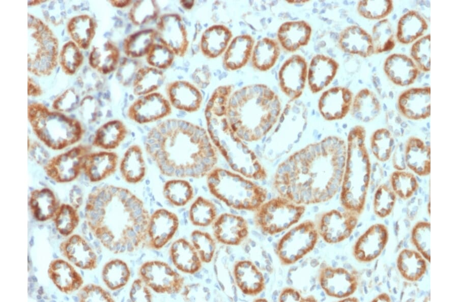 Immunohistochemistry - Anti-EPO Antibody [EPO/1367] - BSA and Azide free (A251621) - Antibodies.com