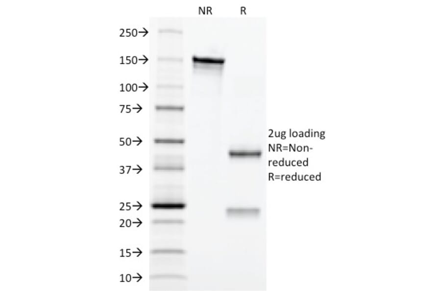 SDS-PAGE - Anti-EPO Antibody [EPO/1367] - BSA and Azide free (A251621) - Antibodies.com
