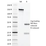 SDS-PAGE - Anti-EPO Antibody [EPO/1367] - BSA and Azide free (A251621) - Antibodies.com