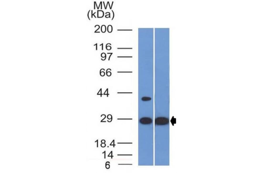Western Blot - Anti-EPO Antibody [EPO/1368] - BSA and Azide free (A251622) - Antibodies.com