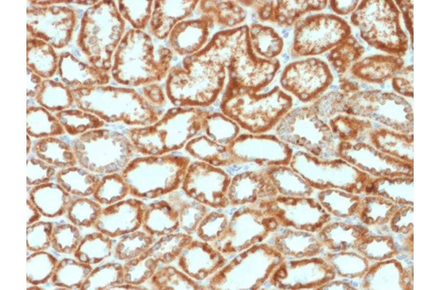 Immunohistochemistry - Anti-EPO Antibody [EPO/1368] - BSA and Azide free (A251622) - Antibodies.com