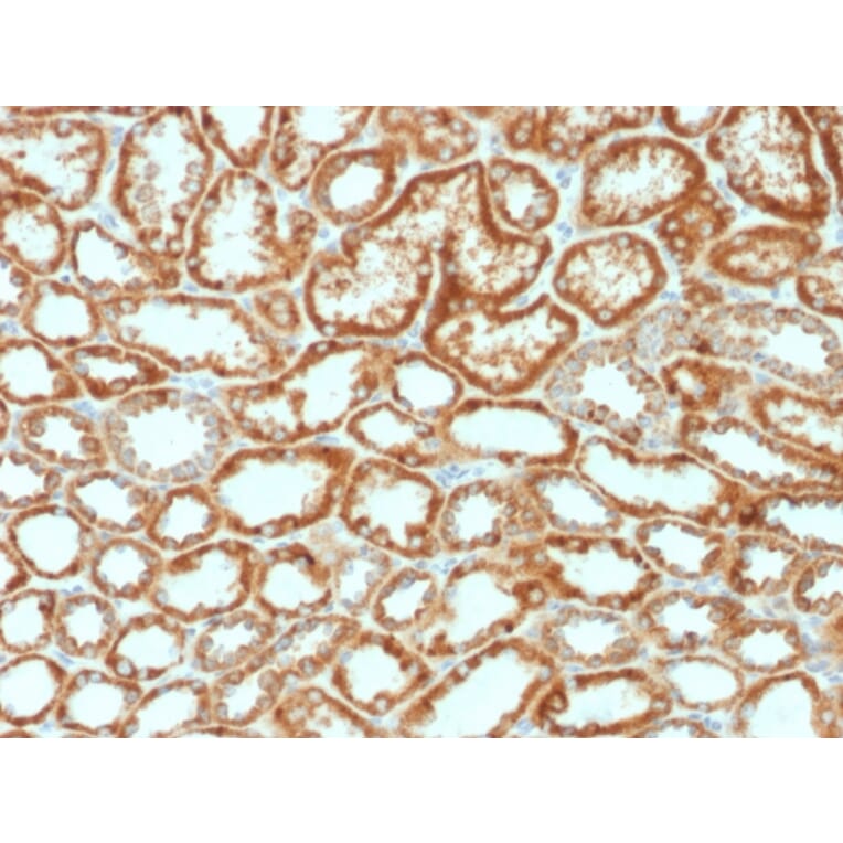 Immunohistochemistry - Anti-EPO Antibody [EPO/1368] - BSA and Azide free (A251622) - Antibodies.com