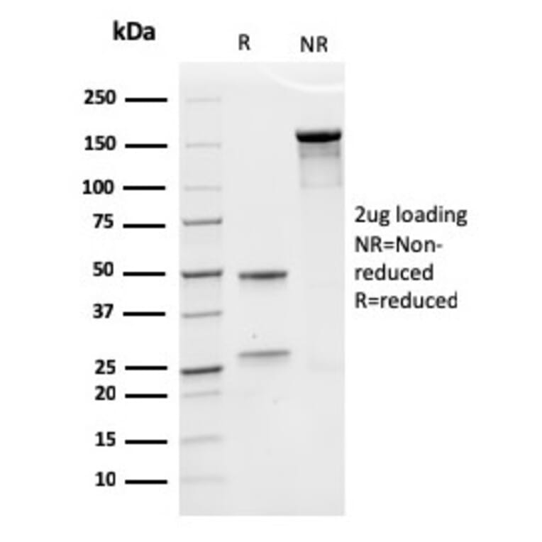 SDS-PAGE - Anti-EPO Antibody [rEPO/1367] - BSA and Azide free (A251623) - Antibodies.com