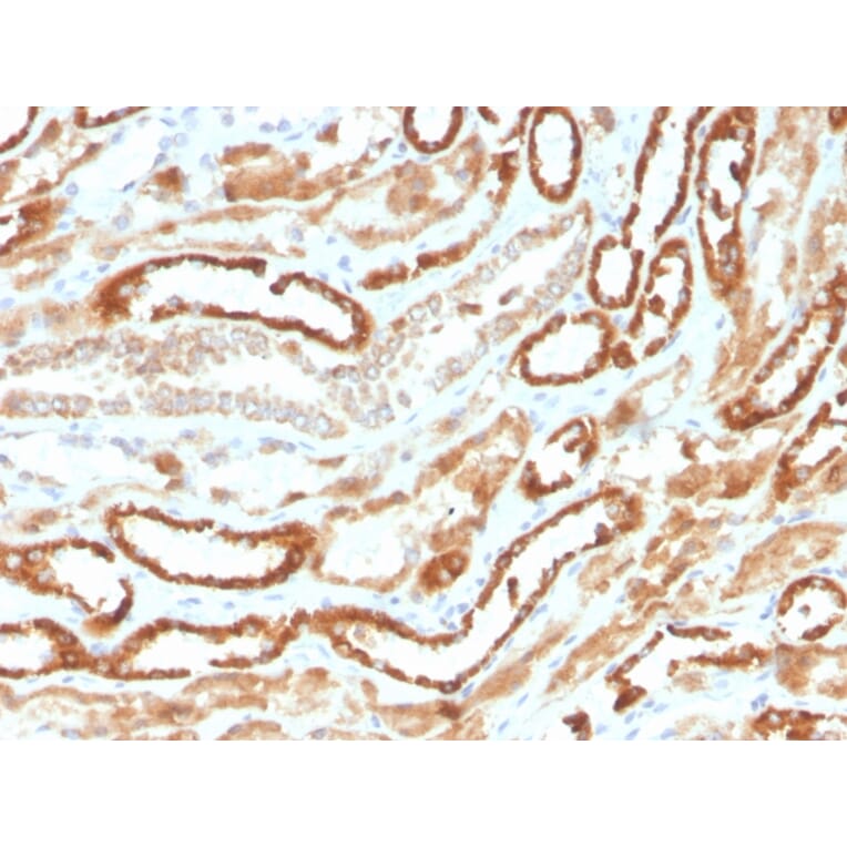 Immunohistochemistry - Anti-EPO Antibody [rEPO/1367] - BSA and Azide free (A251622) - Antibodies.com