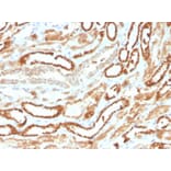 Immunohistochemistry - Anti-EPO Antibody [rEPO/1367] - BSA and Azide free (A251622) - Antibodies.com