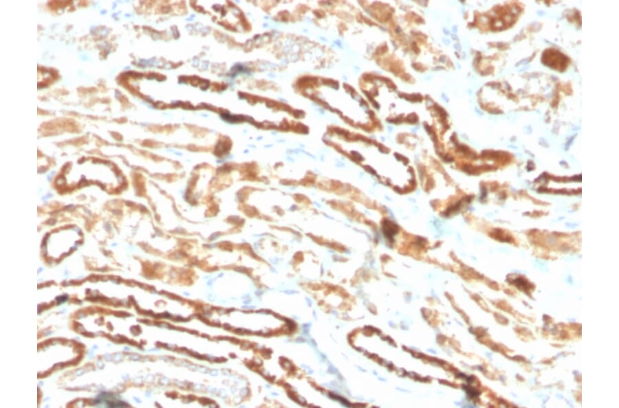 Immunohistochemistry - Anti-EPO Antibody [EPO/3793R] - BSA and Azide free (A251623) - Antibodies.com