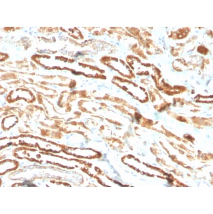 Immunohistochemistry - Anti-EPO Antibody [EPO/3793R] - BSA and Azide free (A251623) - Antibodies.com