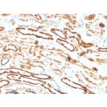 Immunohistochemistry - Anti-EPO Antibody [EPO/3793R] - BSA and Azide free (A251623) - Antibodies.com