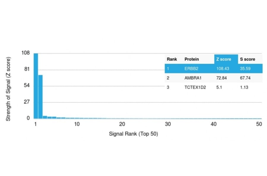 Protein Array - Anti-HER2 Antibody [ERBB2/2452] - BSA and Azide free (A251624) - Antibodies.com