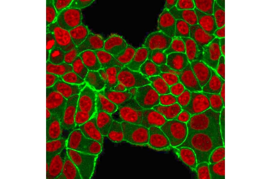 Immunofluorescence - Anti-HER2 Antibody [HRB2/451] - BSA and Azide free (A251630) - Antibodies.com