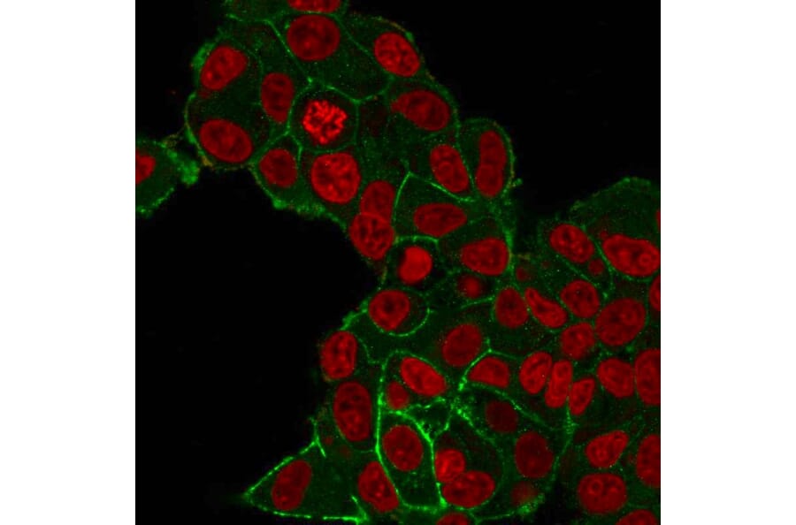 Immunofluorescence - Anti-HER2 Antibody [HRB2/282] - BSA and Azide free (A251636) - Antibodies.com