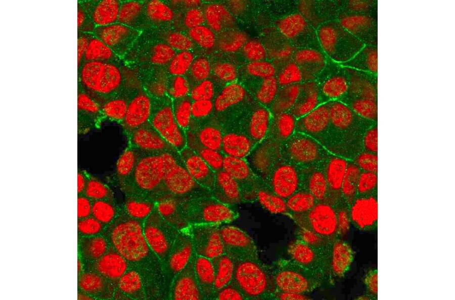 Immunofluorescence - Anti-HER2 Antibody [HRB2/718] - BSA and Azide free (A251637) - Antibodies.com