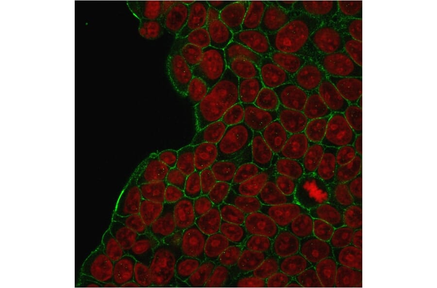 Immunofluorescence - Anti-HER2 Antibody [HRB2/273] - BSA and Azide free (A251638) - Antibodies.com