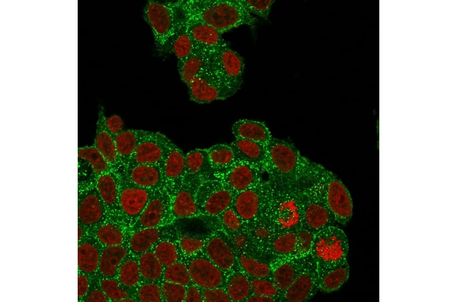 Immunofluorescence - Anti-HER2 Antibody [ZR5] - BSA and Azide free (A251640) - Antibodies.com