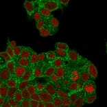 Immunofluorescence - Anti-HER2 Antibody [ZR5] - BSA and Azide free (A251640) - Antibodies.com