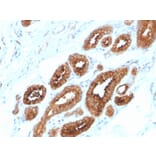 Immunohistochemistry - Anti-HER4 Antibody [ERBB4/2581] - BSA and Azide free (A251642) - Antibodies.com