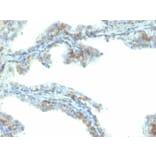 Immunohistochemistry - Anti-ERG Antibody [ERG/2107] - BSA and Azide free (A251646) - Antibodies.com