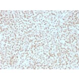 Immunohistochemistry - Anti-AKT1 Antibody [AKT1/2491] - BSA and Azide free (A251648) - Antibodies.com