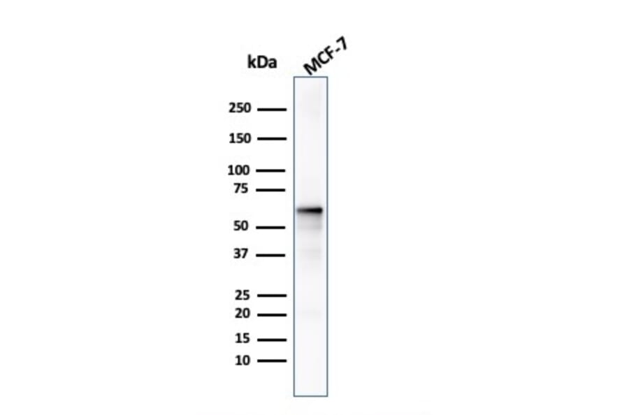 Western Blot - Anti-AKT1 Antibody [AKT1/2491] - BSA and Azide free (A251648) - Antibodies.com