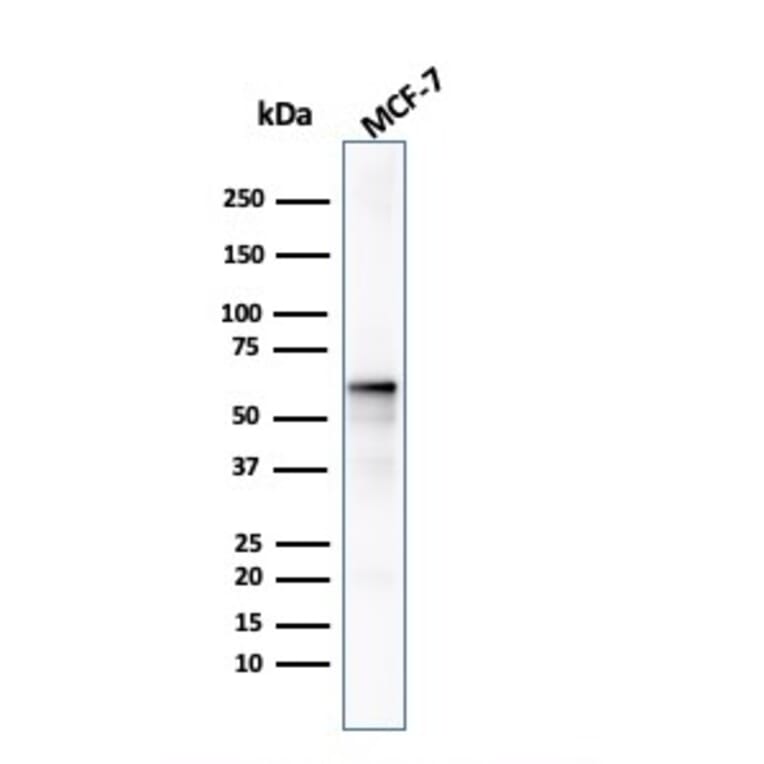 Western Blot - Anti-AKT1 Antibody [AKT1/2491] - BSA and Azide free (A251648) - Antibodies.com