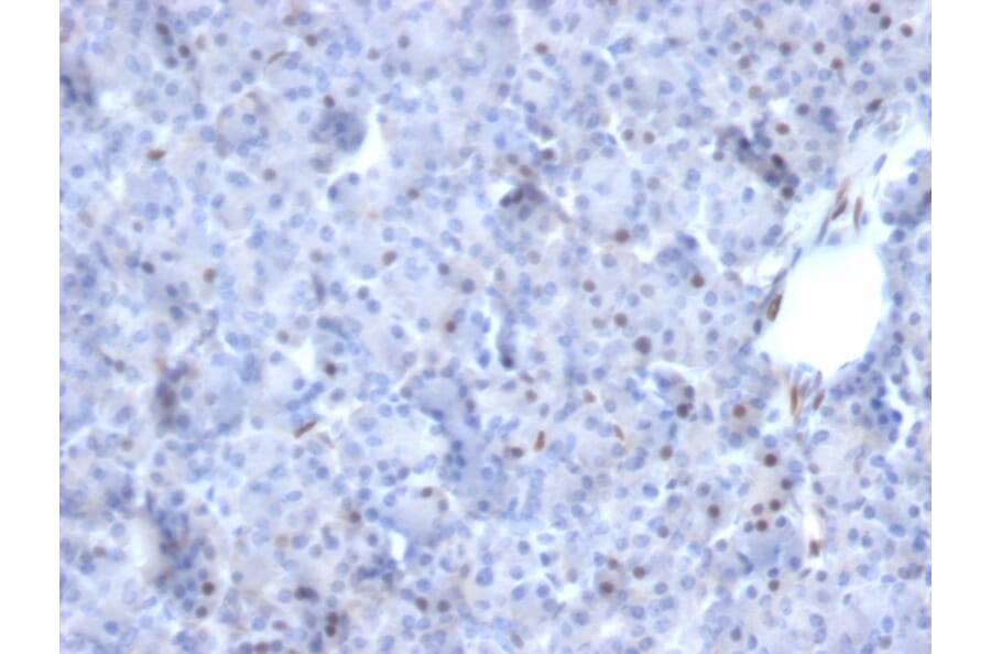 Immunohistochemistry - Anti-AKT1 Antibody [AKT1/2784] - BSA and Azide free (A251650) - Antibodies.com