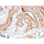 Immunohistochemistry - Anti-AKT1 Antibody [rAKT1/2491] - BSA and Azide free (A251650) - Antibodies.com