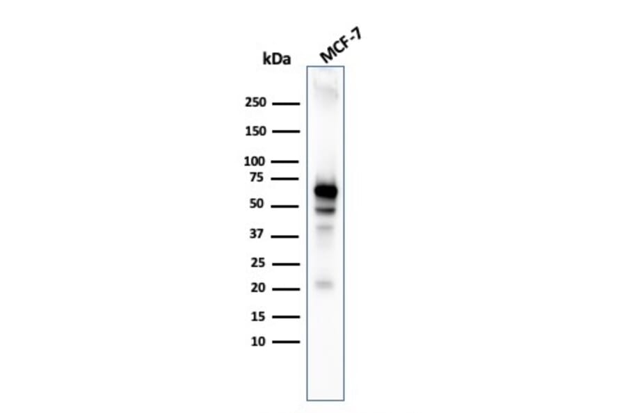 Western Blot - Anti-AKT1 Antibody [AKT1/3898R] - BSA and Azide free (A251652) - Antibodies.com