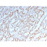 Immunohistochemistry - Anti-Estrogen Receptor alpha Antibody [ESR1/3342] - BSA and Azide free (A251658) - Antibodies.com