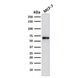 Western Blot - Anti-Estrogen Receptor alpha Antibody [ER506] - BSA and Azide free (A251663) - Antibodies.com