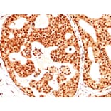 Immunohistochemistry - Anti-Estrogen Receptor beta 1 Antibody [ERb455] - BSA and Azide free (A251672) - Antibodies.com