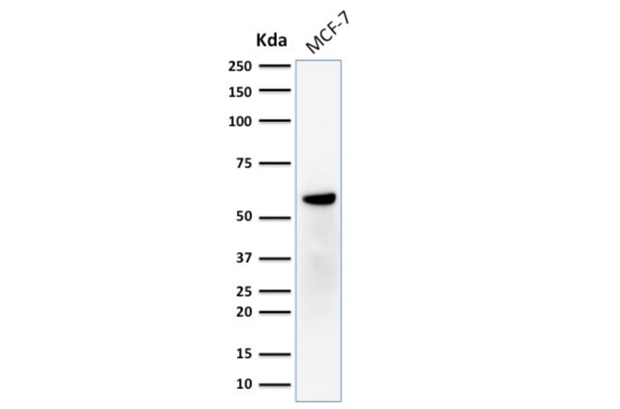 Western Blot - Anti-Estrogen Receptor beta 1 Antibody [ERb455] - BSA and Azide free (A251672) - Antibodies.com