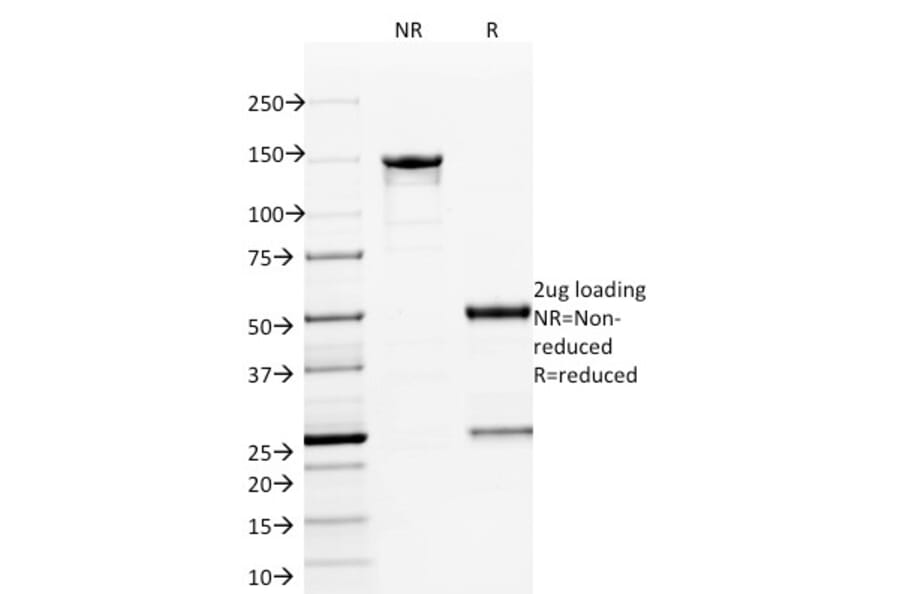 SDS-PAGE - Anti-ETS1 Antibody [ETS1/1801] - BSA and Azide free (A251676) - Antibodies.com