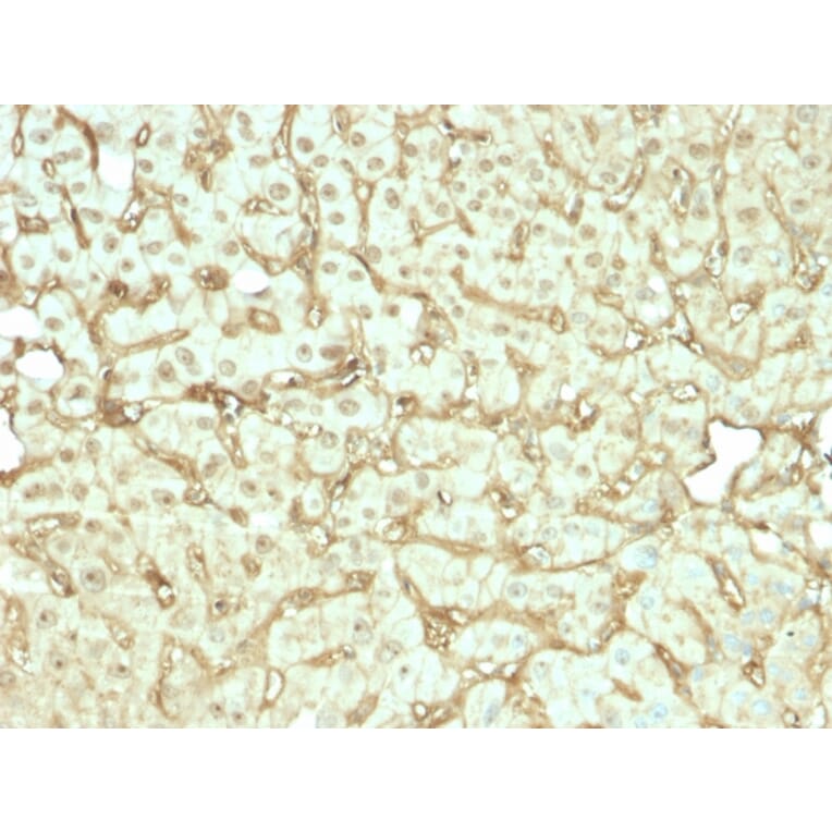 Immunohistochemistry - Anti-Albumin Antibody [rALB/6412] - BSA and Azide free (A251678) - Antibodies.com