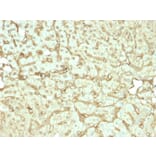 Immunohistochemistry - Anti-Albumin Antibody [rALB/6412] - BSA and Azide free (A251678) - Antibodies.com