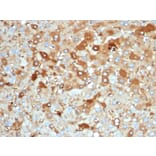 Immunohistochemistry - Anti-Albumin Antibody [rALB/6414] - BSA and Azide free (A251678) - Antibodies.com