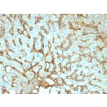 Immunohistochemistry - Anti-Albumin Antibody [ALB/2141] - BSA and Azide free (A251680) - Antibodies.com